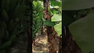 Banana ki kheti #short #viral