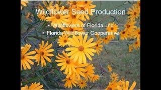 Wildflower Farming in Florida