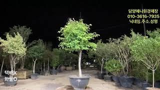 농업법인(주) 담양예나원 25년 6월 24일 화요일 분재 정원수 조경수 특수목 실시간경매 라이브방송