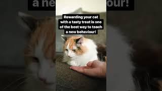 Do you reward your cat for good behaviour? #cat #didyouknow