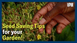 Seed Saving Tips for your Garden!