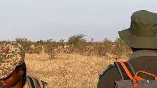 Walk in the Kruger and hyenas passing in front of us