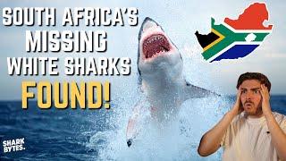 Scientists LOCATE South Africa's Missing Great White Sharks!