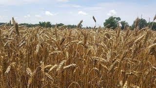 processing wheat into flour