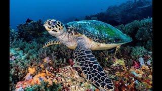 Dive Concepts Bali - Scuba Diving in Paradise