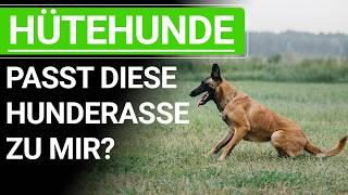  Hütehunde ️ Passt die Hunderasse zu mir ️ Die nie erwähnten Nachteile ️