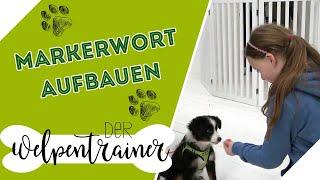 Neue Klasse & die allererste Übung beim Hundetraining | Der Welpentrainer | sixx