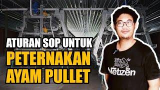 ATURAN SOP UNTUK PETERNAKAN AYAM PULLET