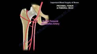 Avascular necrosis of the hip and the blood supply to the femoral head.