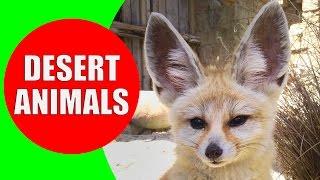 Desert Animals for Children - Desert Animal Sounds for Kids to Learn - Fennec Fox, Camel & Coyote