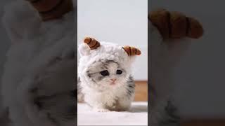 little cutie cat  fluffy muffy️