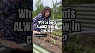 It’s Not Your Fault: Why Beets ALWAYS Grow In Clusters #beets #gardening #beetseeds #gardentips