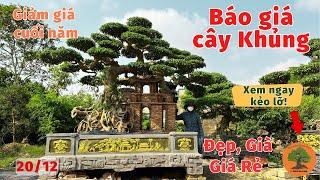Báo giá cây Sanh già giá rẻ, Cây sanh Khủng, VIP nhất nhà vườn Thành Nam, Giảm giá cây cảnh cuối năm