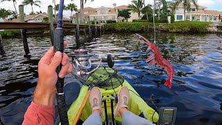 HOT BITE On The Tidal River With Shrimp Lure - Florida Inshore Kayak Fishing