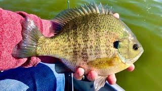 Fishing for GIANT Fall Bluegill - Fall Panfishing Tips!