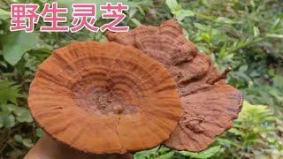 老罗到深山老林采野生灵芝，碰到窝大王蜂，有惊无险幸好没踩到窝 #野生灵芝 #王蜂 #感谢大自然的馈赠