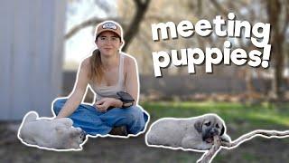 MEETING PUPPIES!!!! - 2/3/25