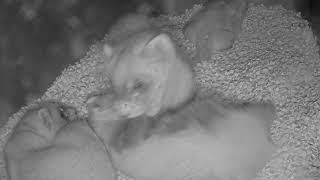 Black-Footed Ferret Kits Playing on Webcam