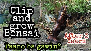 How to make clip and grow bonsai - bonsai trees for beginners