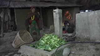 Collecting and cooking technology green organic vegetables for making dry food recipe