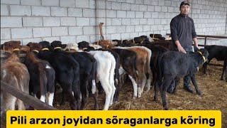 Yosh buqalar va ģunajinlar+99891.366.30.35+99893.498.77.43 arzon joyidan