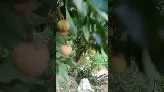 mua vải đến rồi các bác cùng e đi hái dưa vải phú nhé