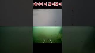 향어가 꿀떡꿀떡 먹는 글루텐 #fishing#향어낚시 #떡밥 #떡밥#페리칸떡밥