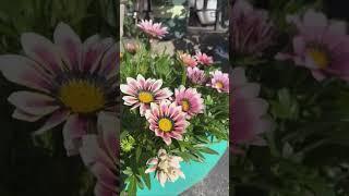 Home Garden, Good Flowers for Fall (1) #shorts