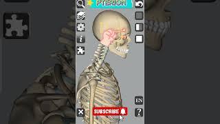Pterion | Anatomic landmark #anatomy #head #neck #bones #medical #3d #shorts