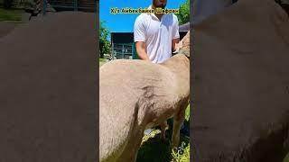 #arashan #элита #Х/з #Айбекбайке #шафран #2024 #goat #animals #trend