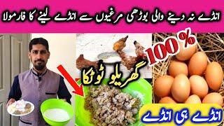 How to increase Hens Eggs Production || Chickens Not Laying Eggs? MBS Vlogers.