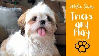 Shih Tzu Tricks and Play| Winter Series