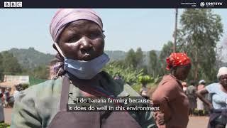 Reportaje sobre la importancia del banano FHIA-17 en Kenia