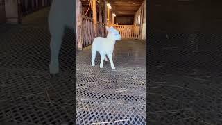 Goat  #funny