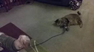 Cat v Dog Tug of War