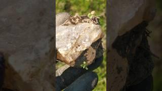 심을까요??놔둘까요??언양탐사 언양수정과 풀!! #korea #crystals #natural #stone #sprout