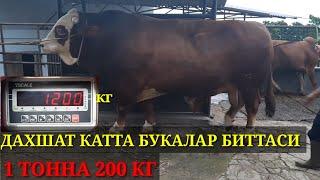 ДАХШАТ КАТТА БУКАЛАР 1 ТОННА 200 КГ ТИРИК ВАЗНИГА