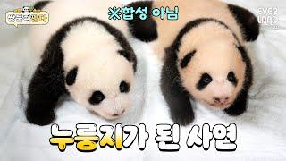 Meeting the Baby Baos after a week! Their colors have changed?! | #TwinPandas EP.8