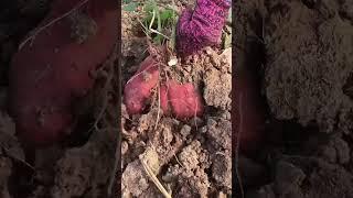 #shorts #agritools #farming2024 #agriculture  #JIKreactionagritools in farming 2024