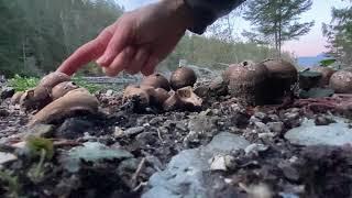 Puff Ball Symphony: Spore expressions of a Lycoperdon