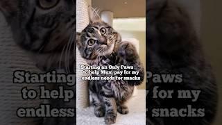 Only Paws 