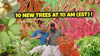 The Terrifically Awesome 10 New Trees at 10 AM (EST) | Japanese Maples For the Home Garden