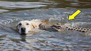 Stray Dog Falls into Raging River — You Won’t Believe Who Came to the Rescue!
