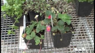 Portland Nursery Groundcovers