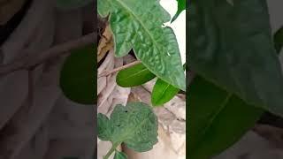 #savearth