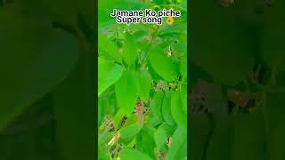 jamane Ko piche Hindi song  Suresh buvaji 