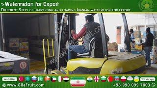 Iranian watermelon loading and packaging , Buy , export and import of watermelon from Iran worldwide