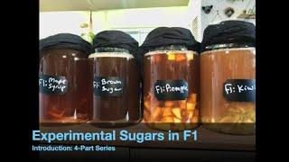 Experimental Sugars in Kombucha F1| Introduction to 4-part series