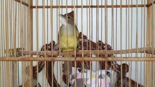 Suara jeritan cucak jenggot full beset milik Carita utama yg bikin emosi burung lain