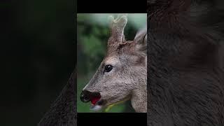 Florist #natgeo #animals #deer